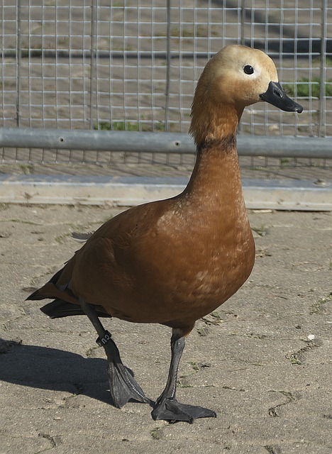 EDG的首