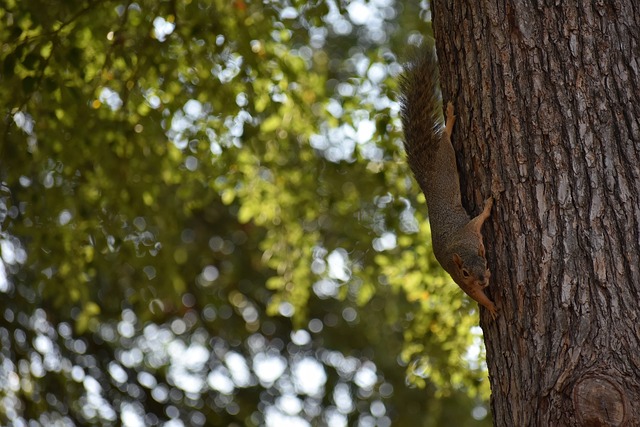 然而比赛的 然而比赛的